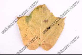 Photo Texture of Leaf 0063